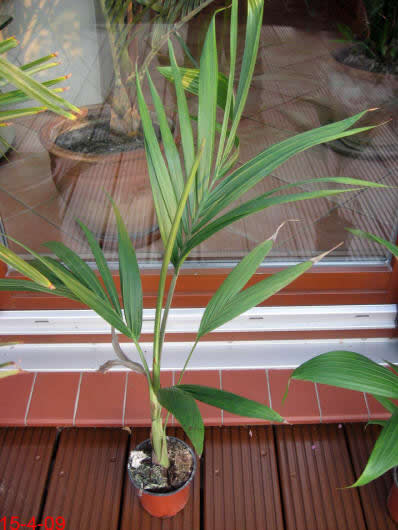 Archontophoenix
